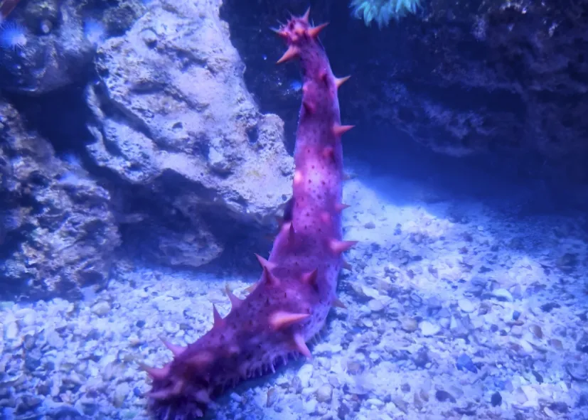 Japanische Stachelseegurke (Apostichopus Japonicus)