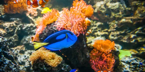 Doktorfisch Min (1)