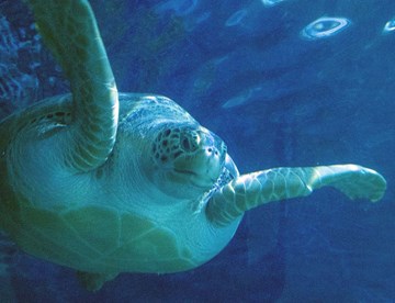SL KN Grüne Meeresschildkröte Min