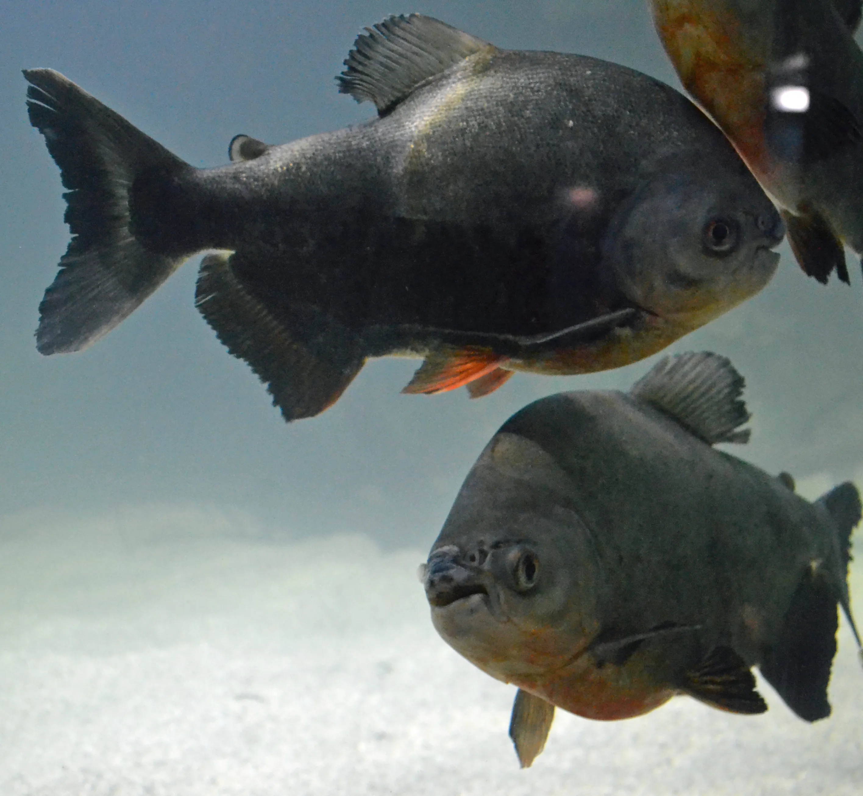 Myleus Pacu