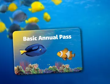 SL Basic Annual Pass 360X276