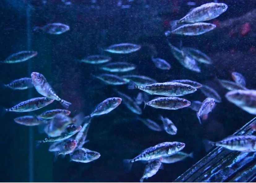 Dreistachliger Stichling (Gasterosteus Aculeatus)