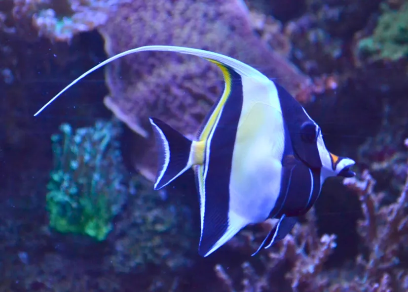 Halfterfisch