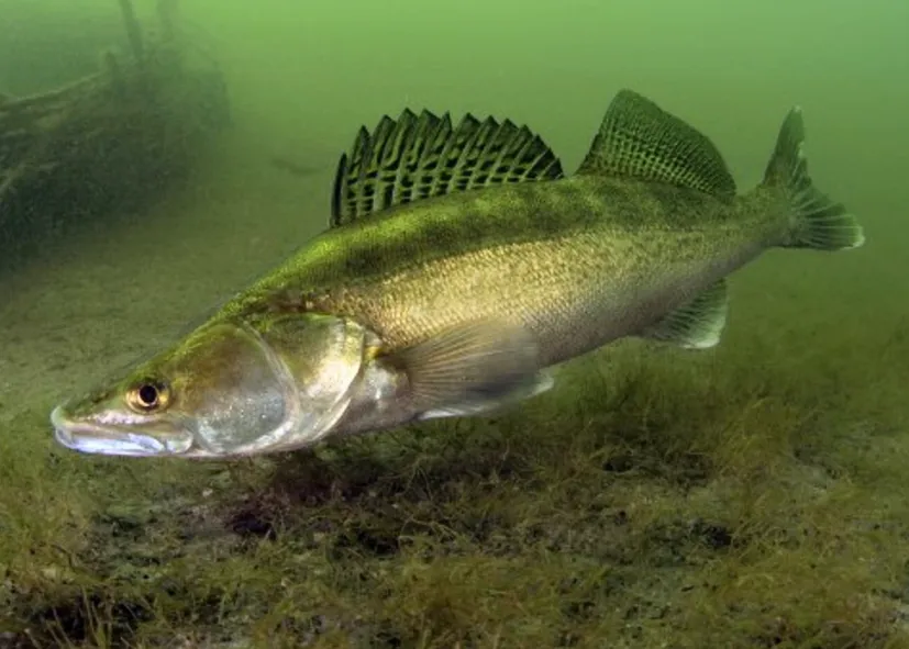 Zander (Sander Lucioperca)