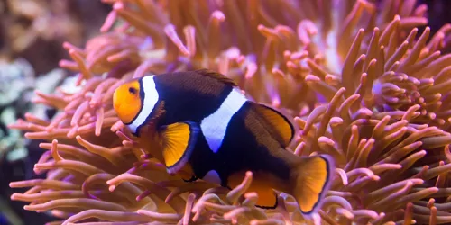 Sealife Clownfisch Min