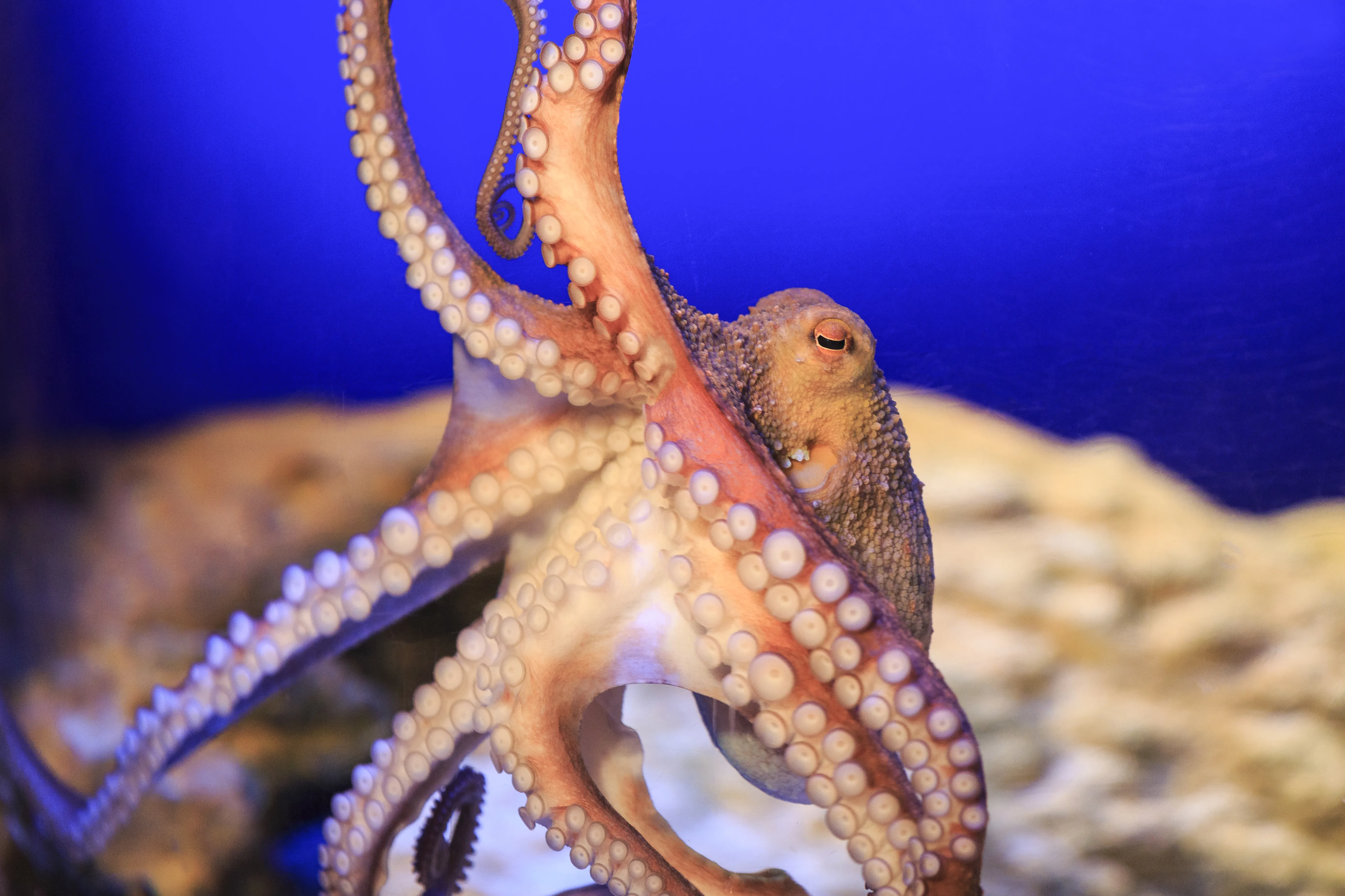 SEA LIFE Konstanz 2386