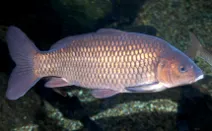 Schuppenkarpfen