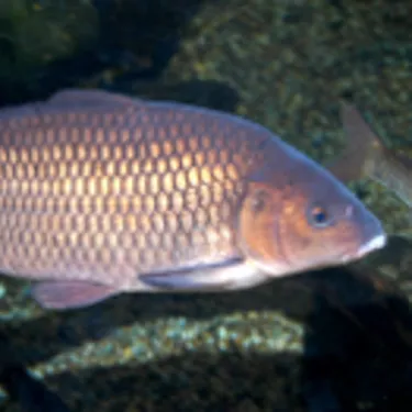 Schuppenkarpfen