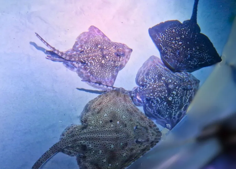 Rochen (Raja Brachyura & Raya Clavata) Rays (Blonde & Thornback)