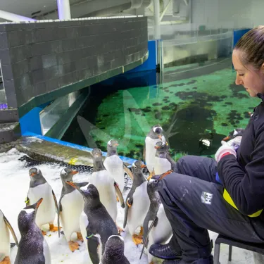 MA Mit Pinguinen