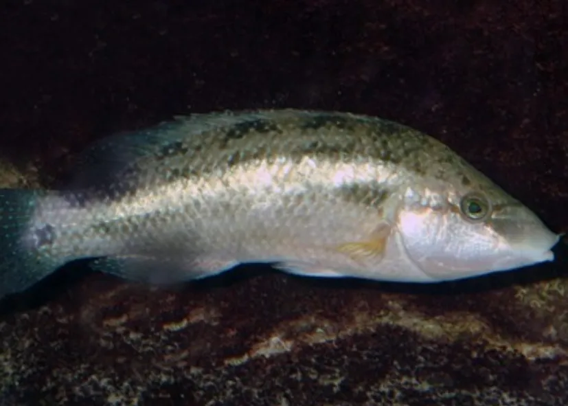 Pfauenlippfisch (Symphodus Tinca)