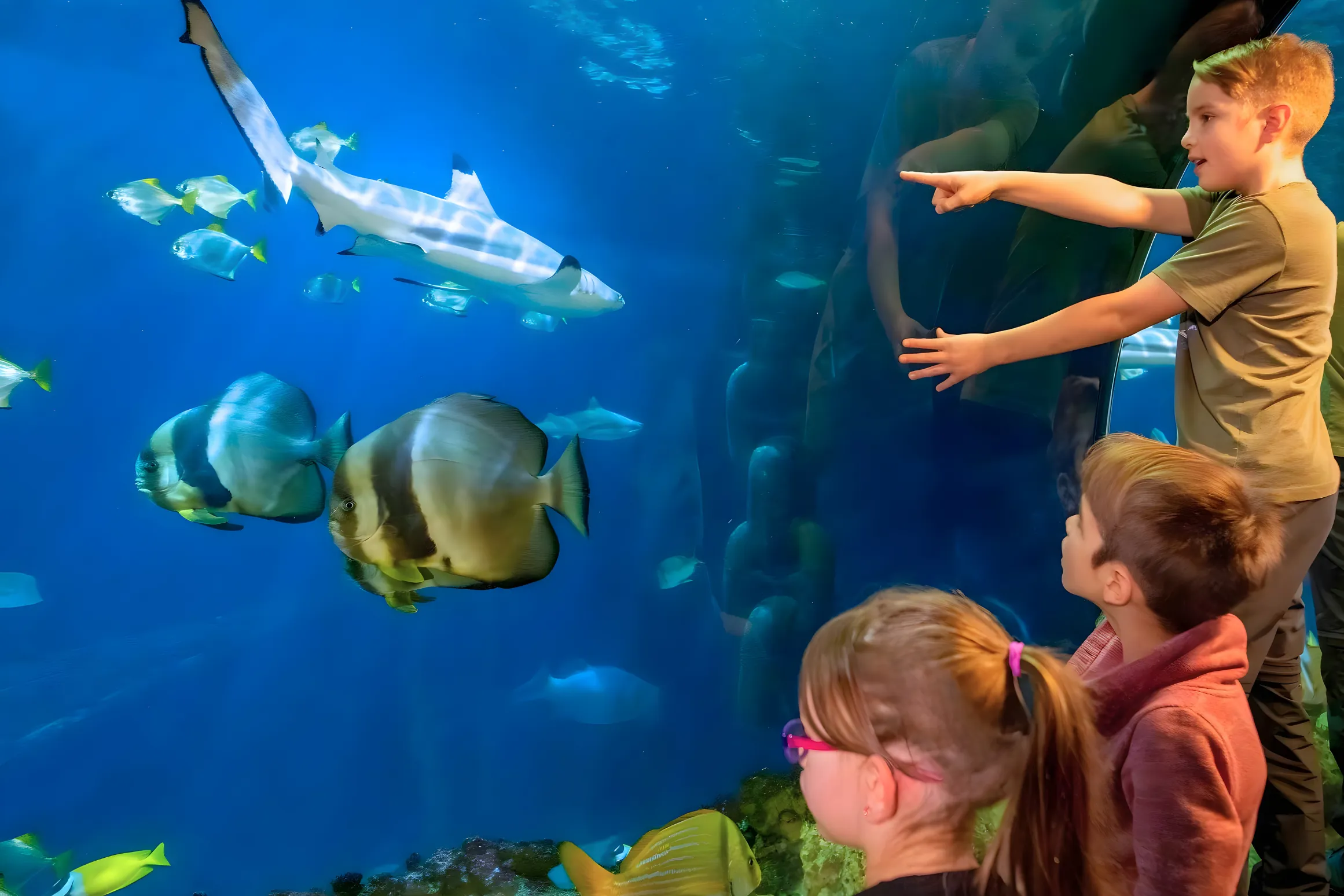 Schüler*in betrachtet die Unterwasserwelt an der Panoramascheibe