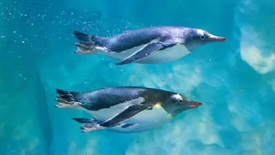 6498 SEALIFE Penguins 08 Min
