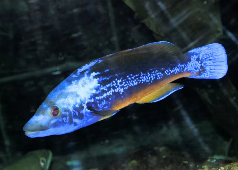 Kuckucks Lippfisch (Labrus Mixtus)