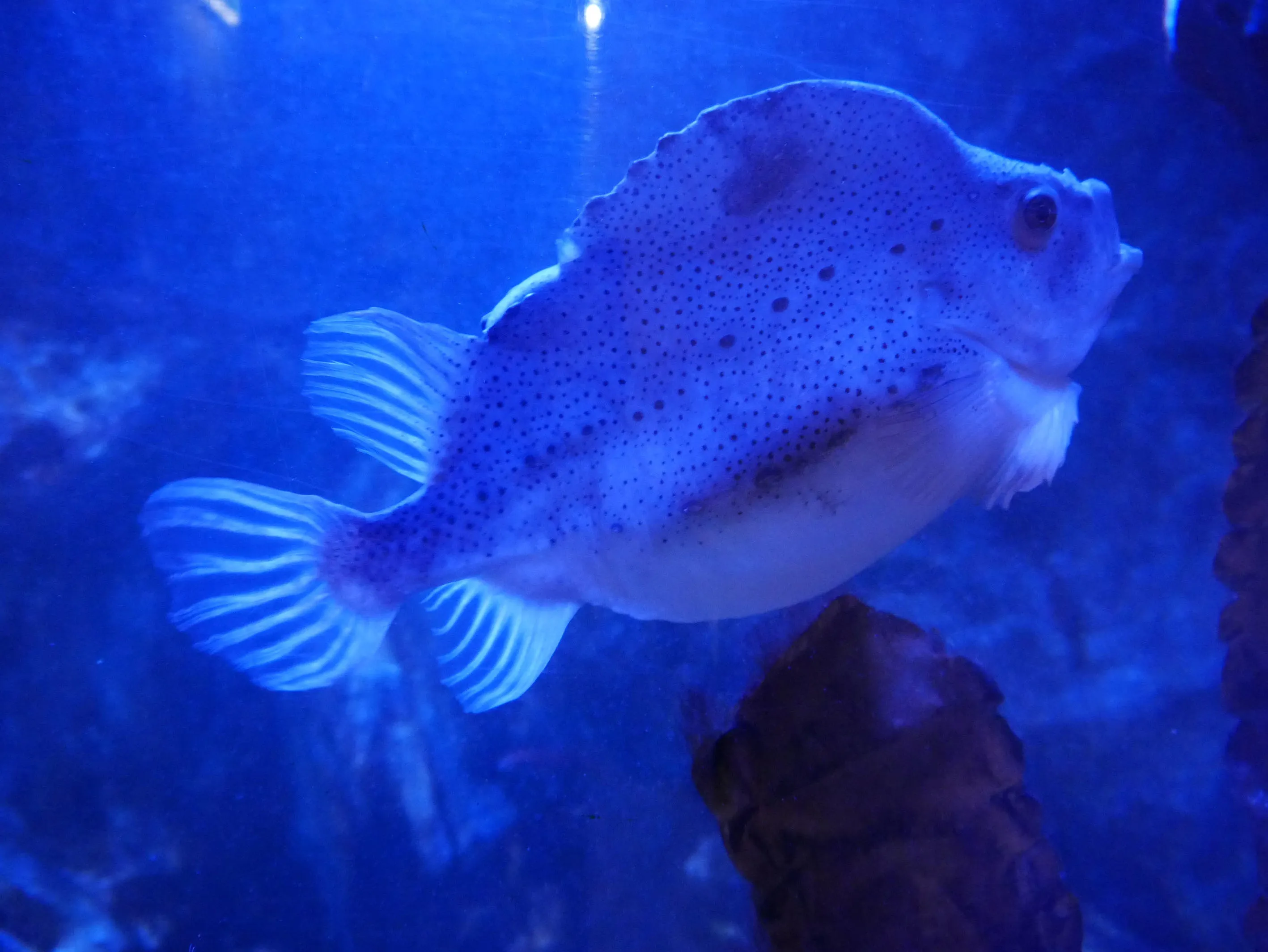 Seehase Cyclopterus Lumpus Min
