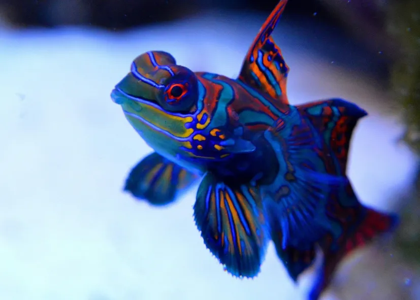 Mandarinfisch (Synchiropus Splendidus)