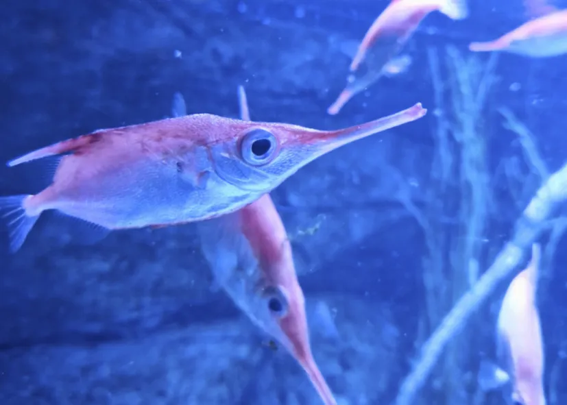 Gewöhnlicher Schnepfenfisch (Macroramphosus Scolopax)