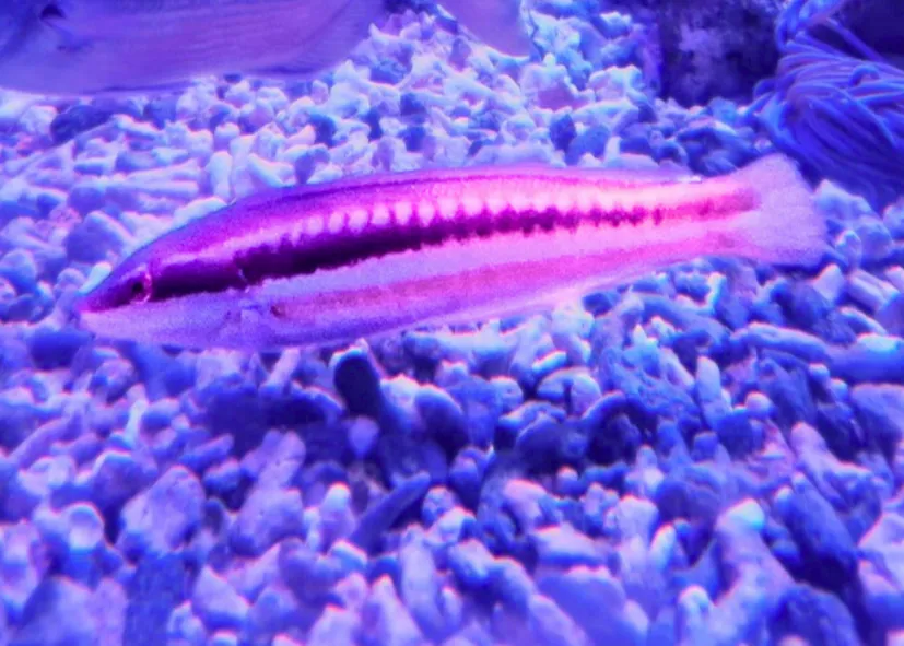 Meerjunker (Coris Julis)