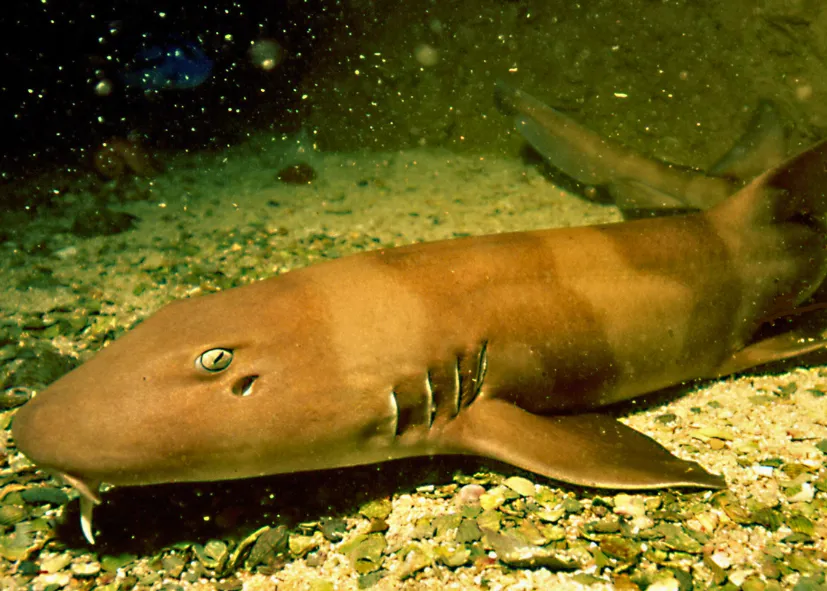 Braungebänderter Bambushai (Chiloscyllium Punctatum)