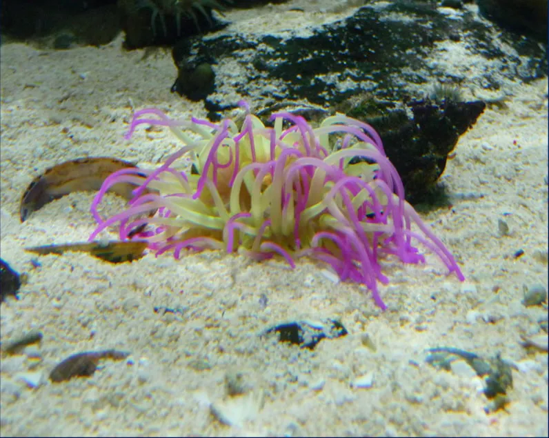 Pink Tip Anemone Min