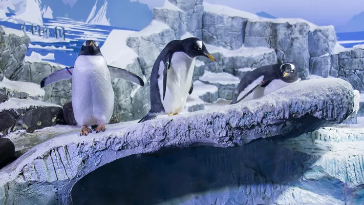 Pinguine SEA LIFE