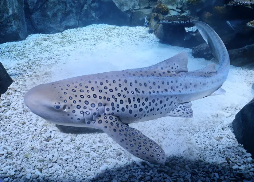 Zebrahai (Stegostoma Fasciatum)