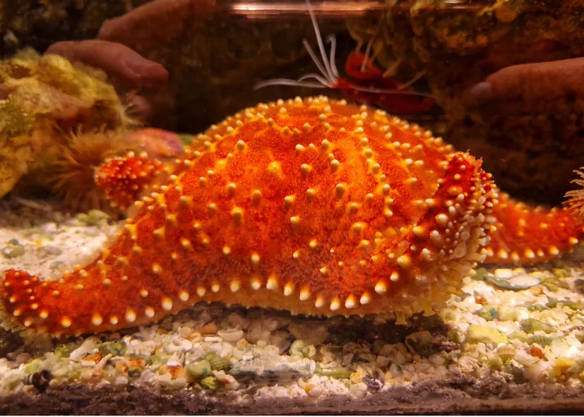 Genetzter Kissenseestern (Oreaster Reticulatus)