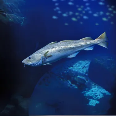 Atlantischer Kabeljau (1)
