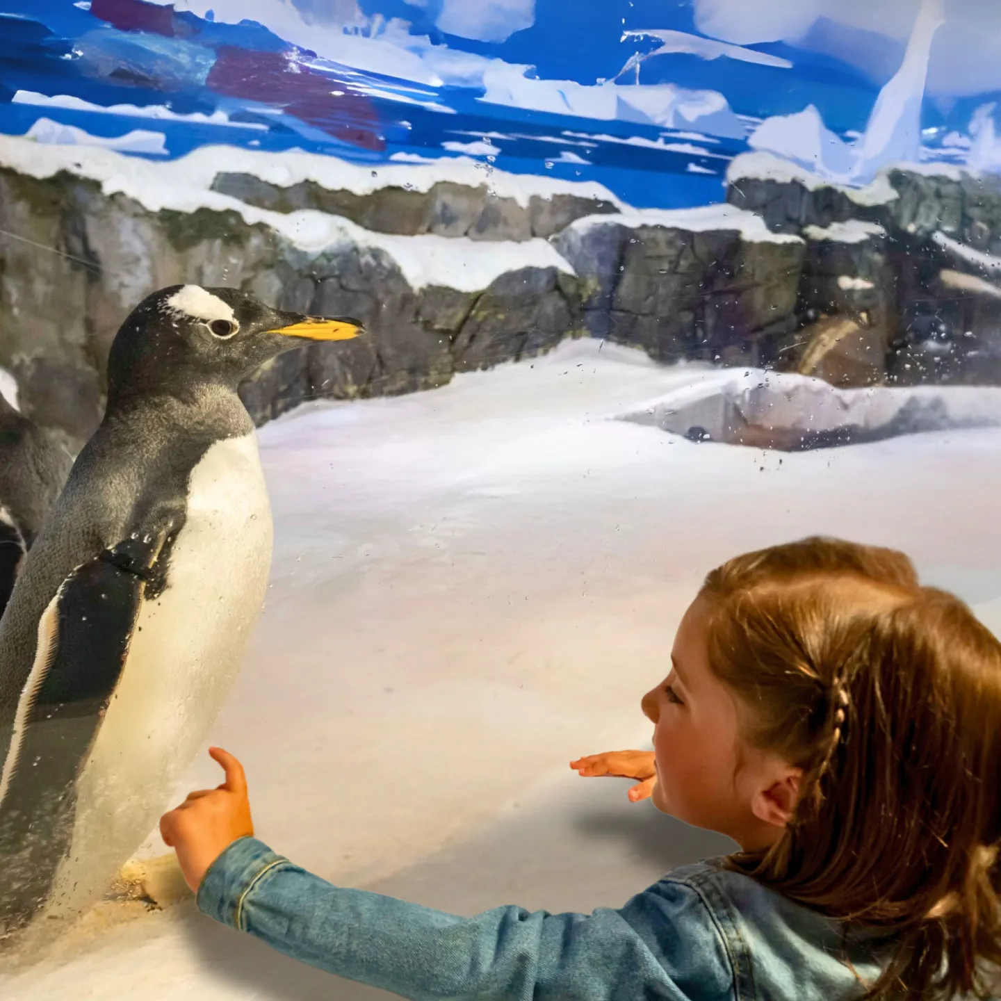 Square Pinguine With Girl