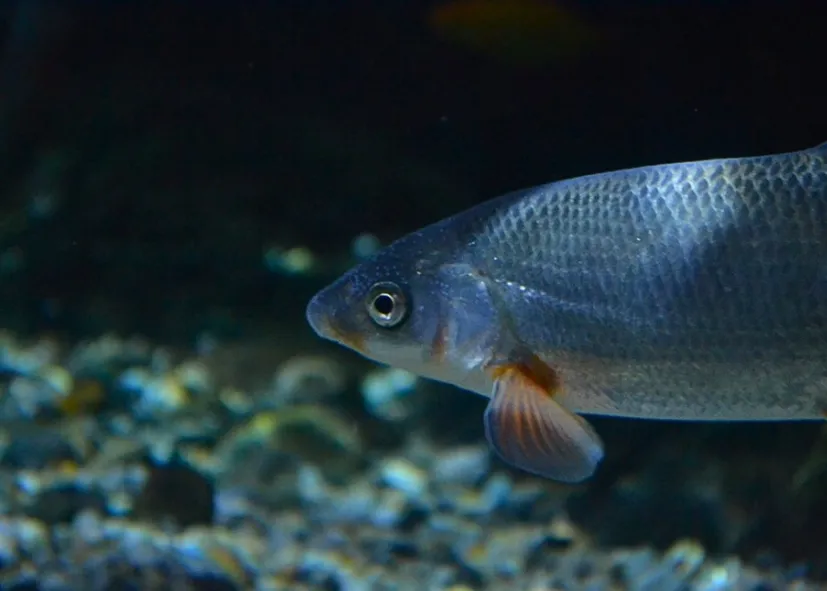 Nase (Chondrostoma Nasus)