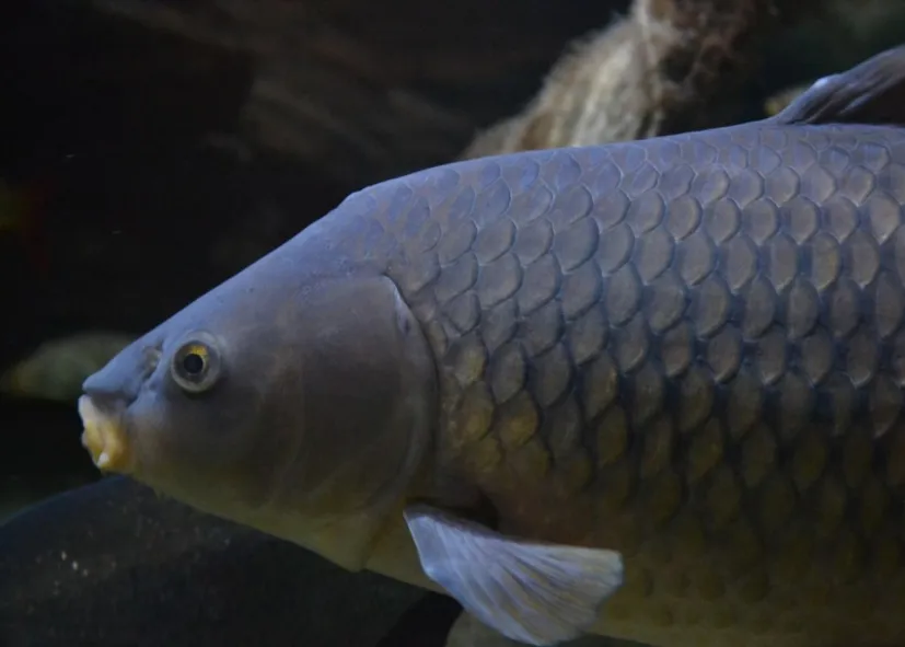 Karpfen (Cyprinus Carpio)