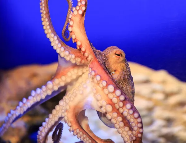 Sealife Oktopus Min