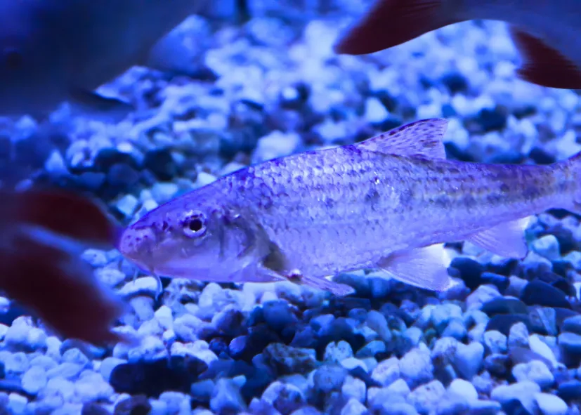 Gründling (Gobio Gobio)