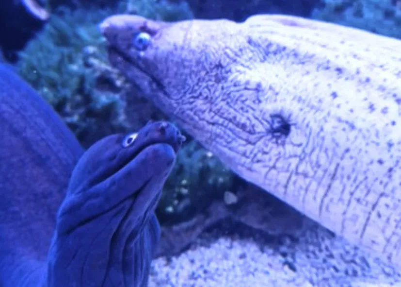 Muränen (Muraene Helena & Muraena Augusti) Morays (Mediterranean & Black)