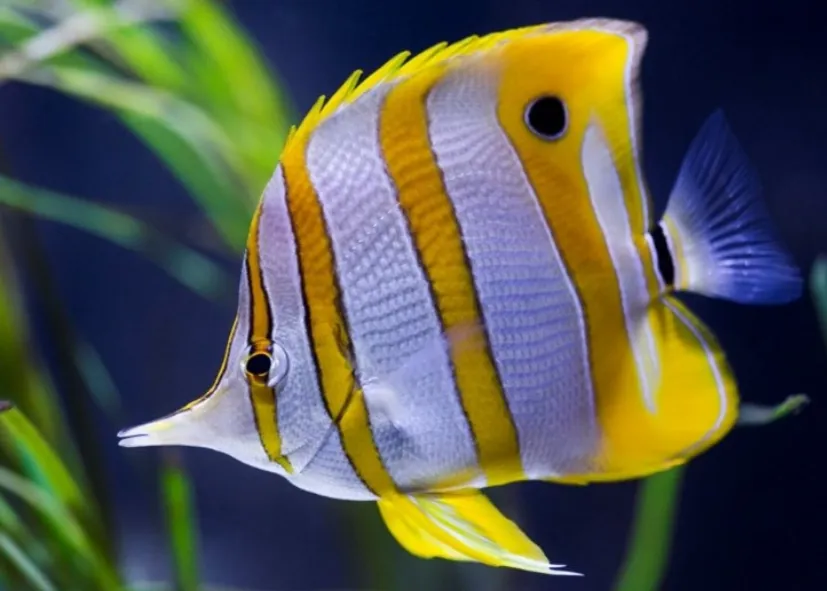 Kupferstreifen Pinzettfisch (Chelmon Rostratus)