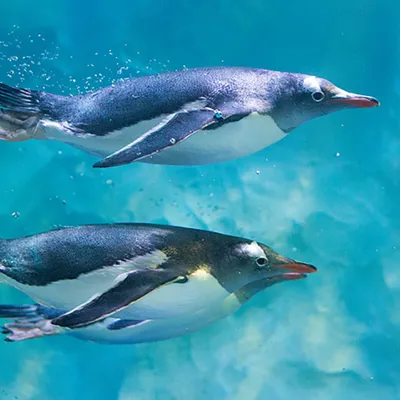 6498 SEALIFE Penguins 08 Min
