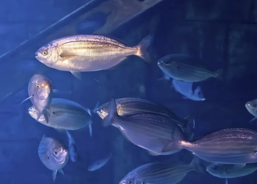 Goldstrieme (Sarpa Salpa)