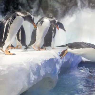 6494 SEALIFE Penguins 04 RKP Min