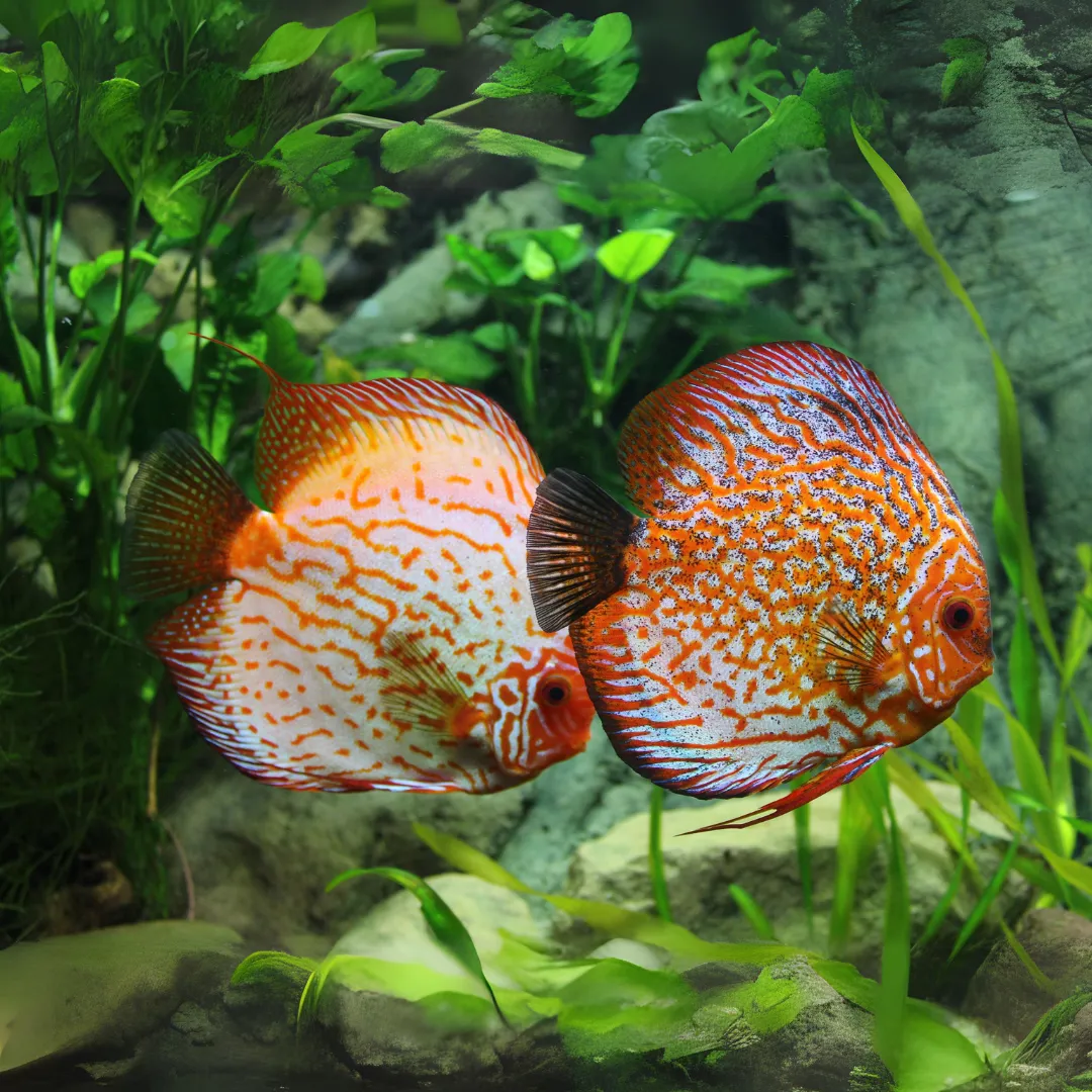 Diskusfisch