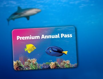 SL Premium Annual Pass 360X276