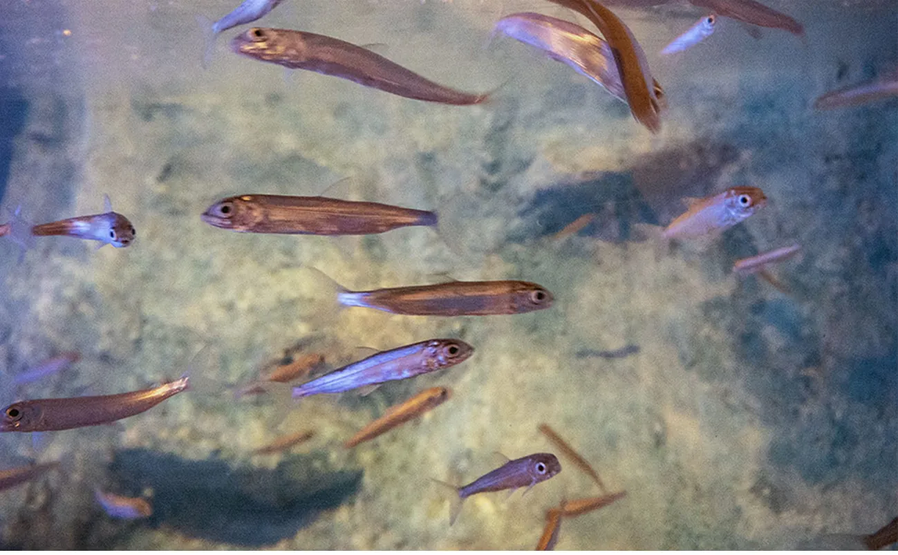 Bodenseefelchen | SEA LIFE Konstanz