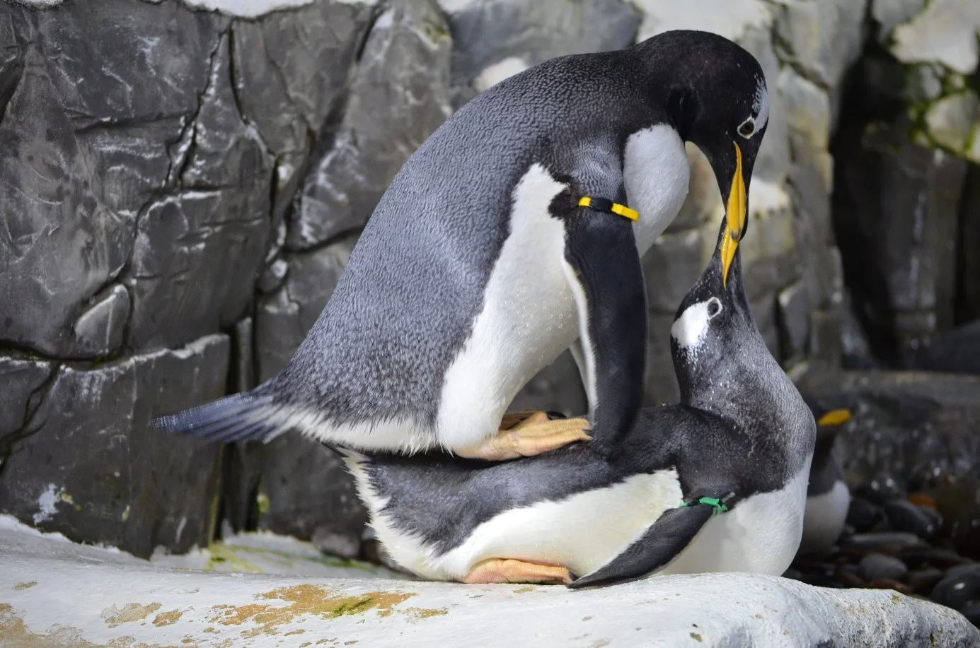 Eselspinguine Bei Der Paarung