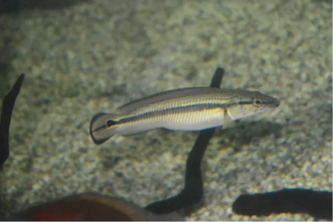 Gestreifter Kammbuntbarsch (Crenicichla strigata)