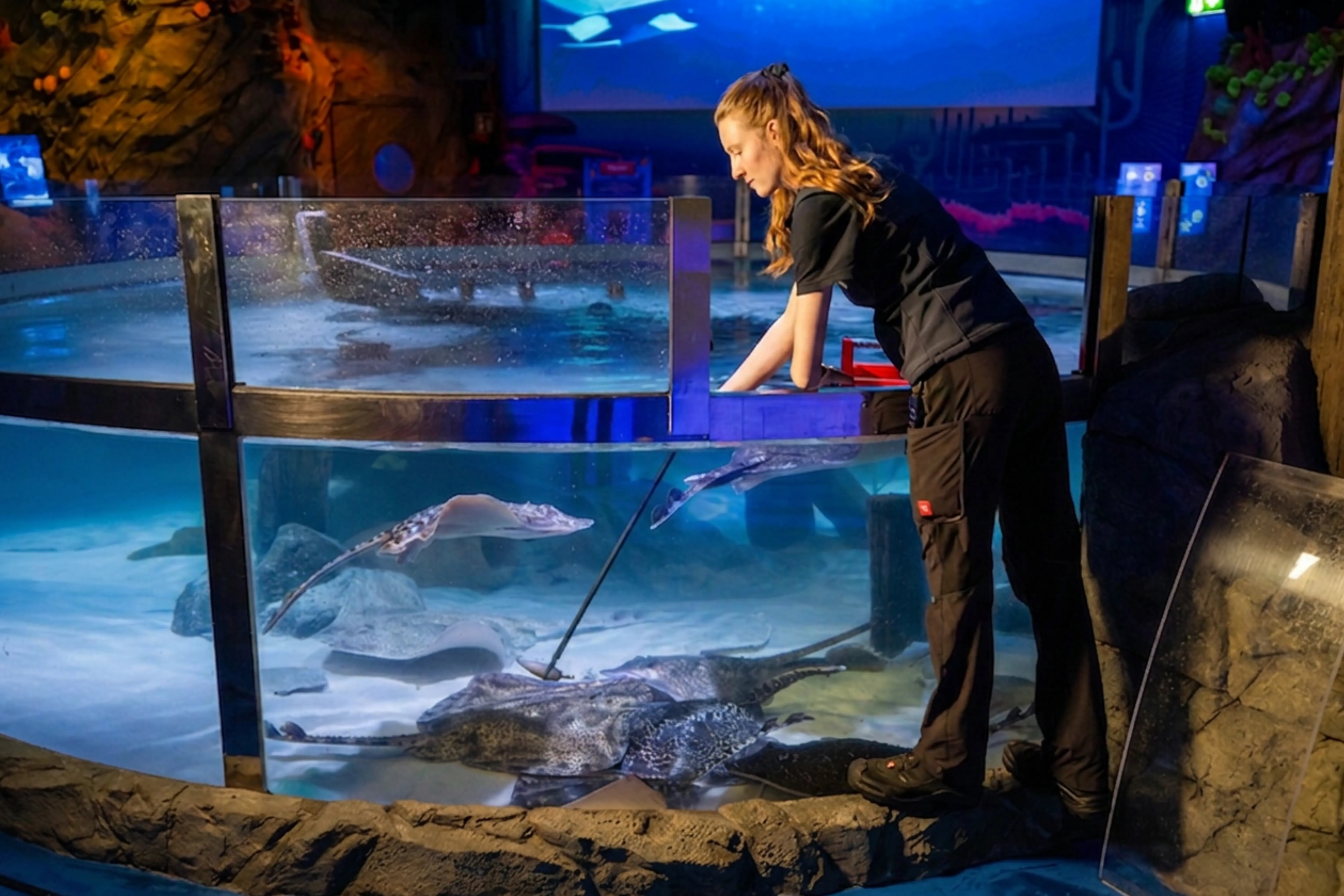 Rochenfütterung Aquaristin