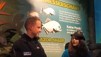 Piranhas Anina