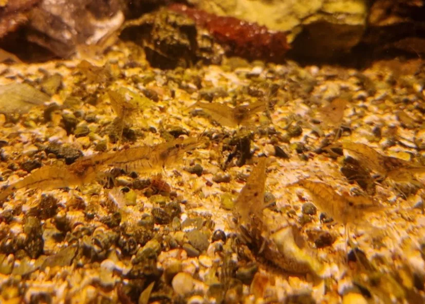 Glasgarnelen (Palaemon Varians)