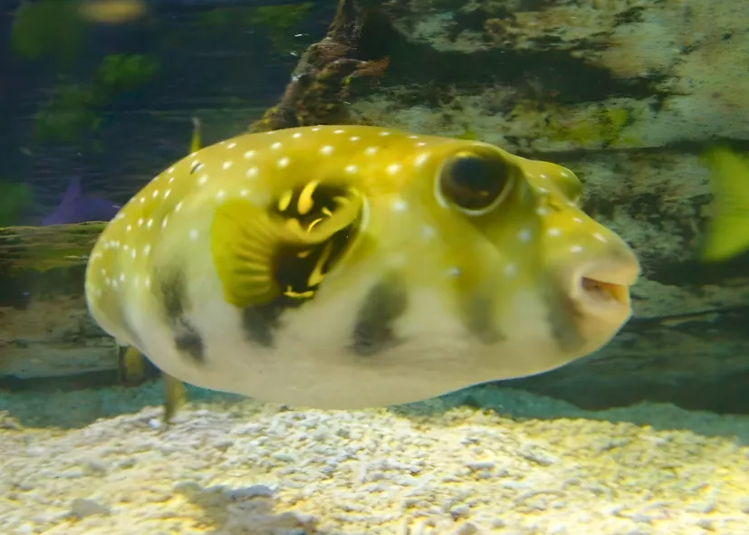 Weißflecken Kugelfisch (Arothron Hispidus)