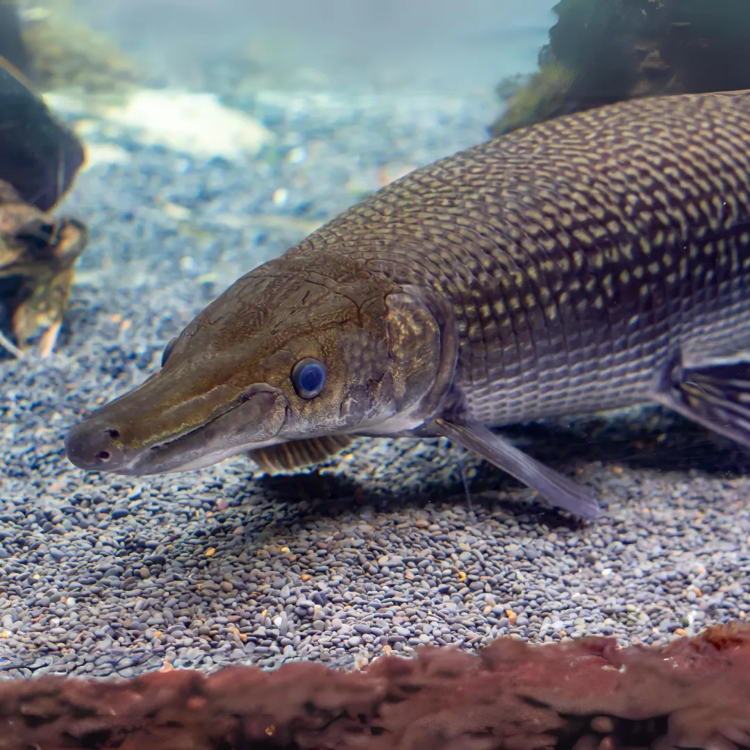 Gefleckter Knochenhecht