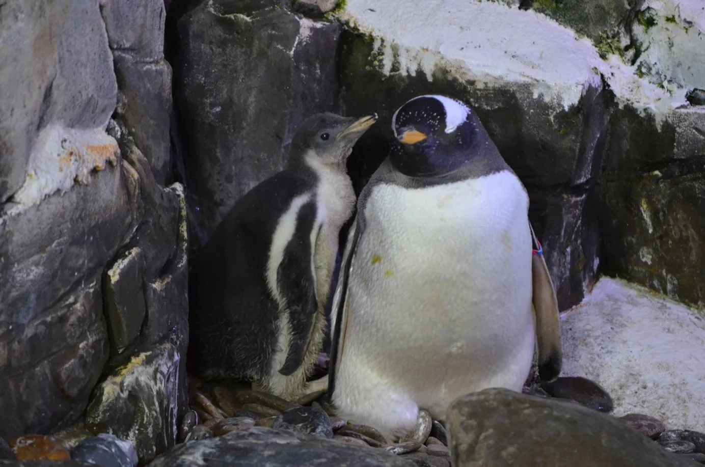 Pinguinbaby Stina 01