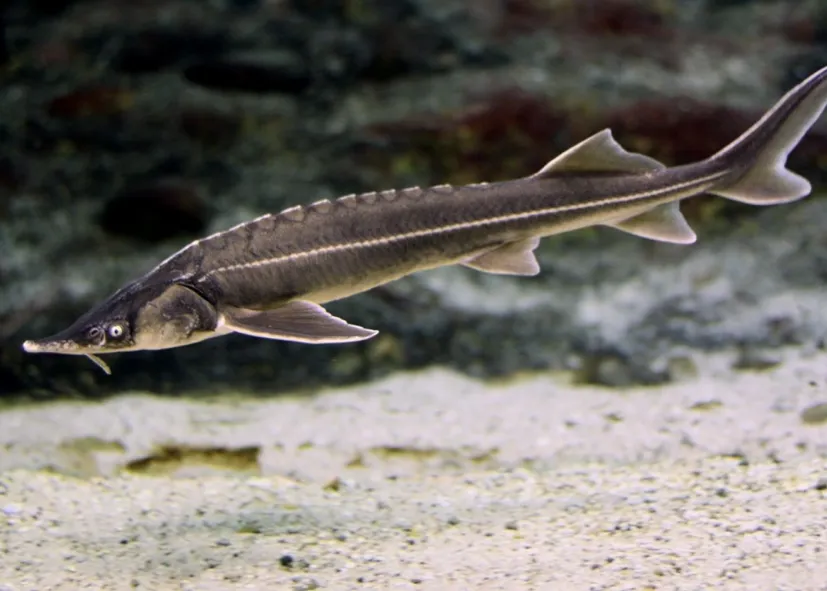 Russischer Stör (Acipenser Gueldenstaedtii)